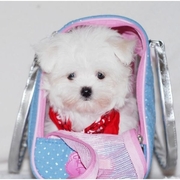 Spunky  Maltese Puppies For Free Adoption(Potty Trained)