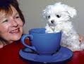 Cute Maltese Puppies For Free Adoption